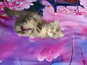 ১-৩ মাসের ফিমেল পিউরব্রেড পার্সিয়ান