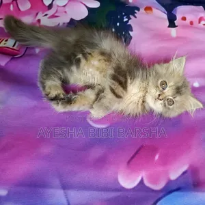 ১-৩ মাসের ফিমেল পিউরব্রেড পার্সিয়ান