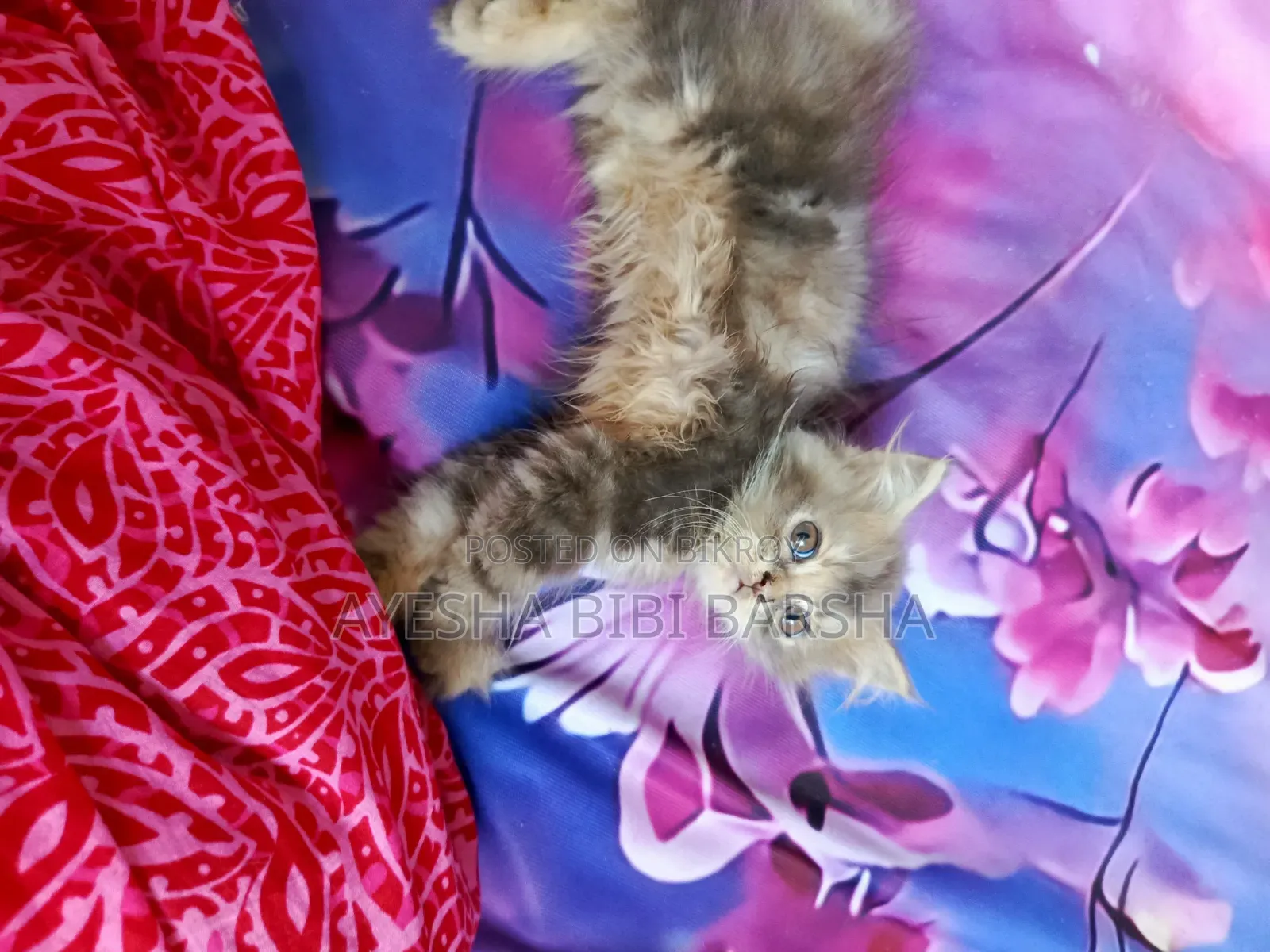 1-3 months Male Purebred Persian