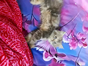 1-3 months Male Purebred Persian