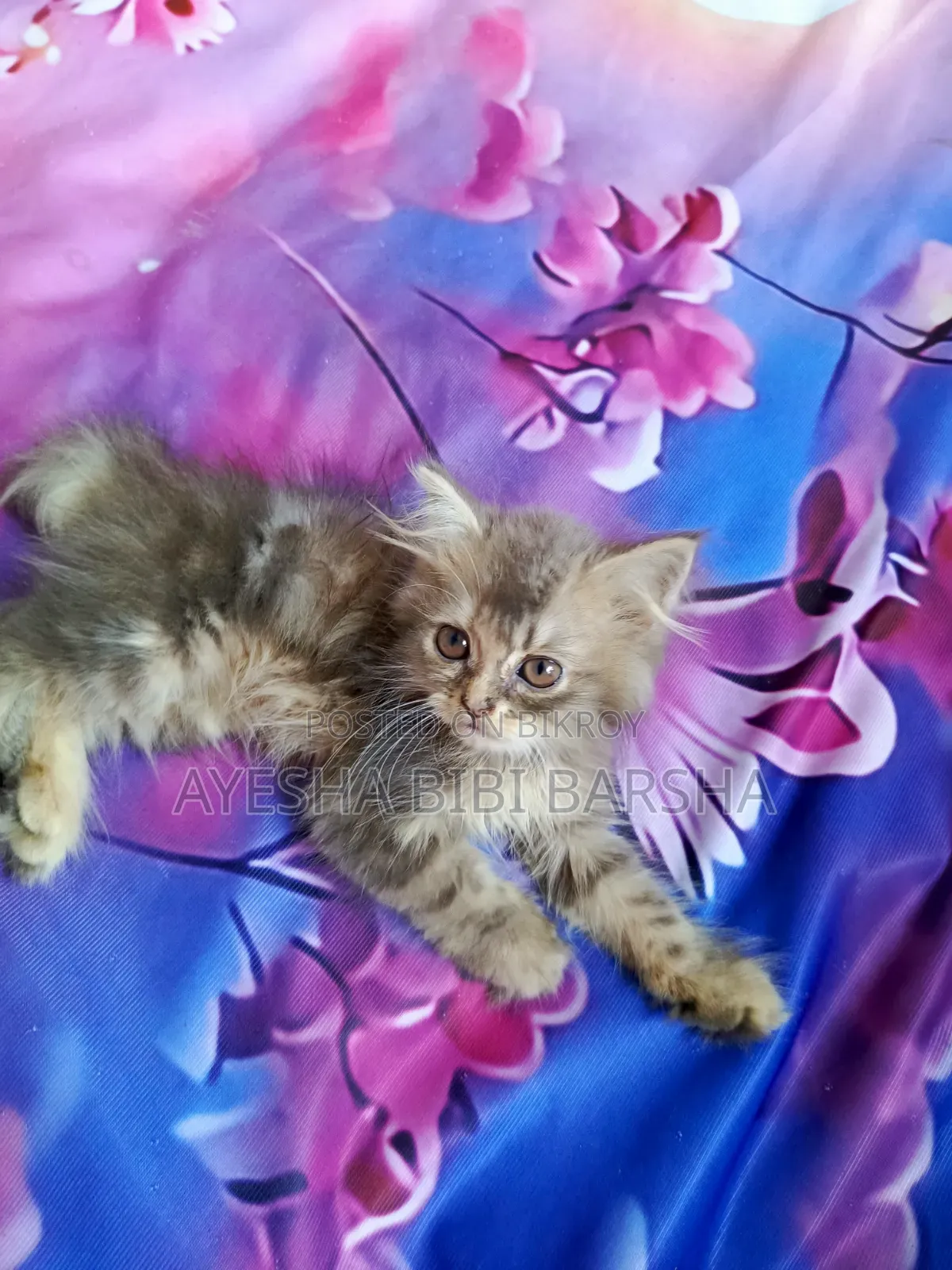 1-3 months Male Purebred Persian