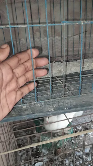 Four Compartment Cage Fully Fresh