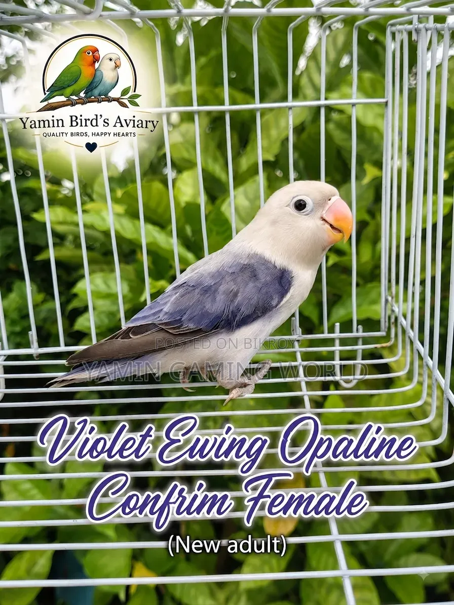 Love Bird Sale