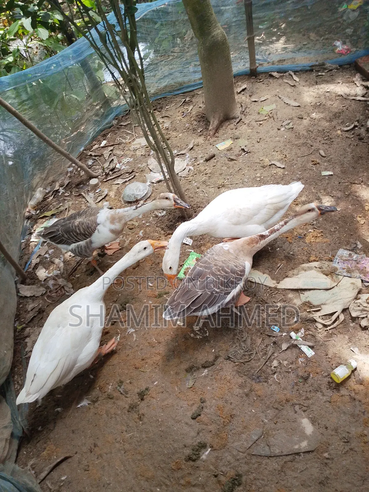 রাজ হাস সুস্থ সবল