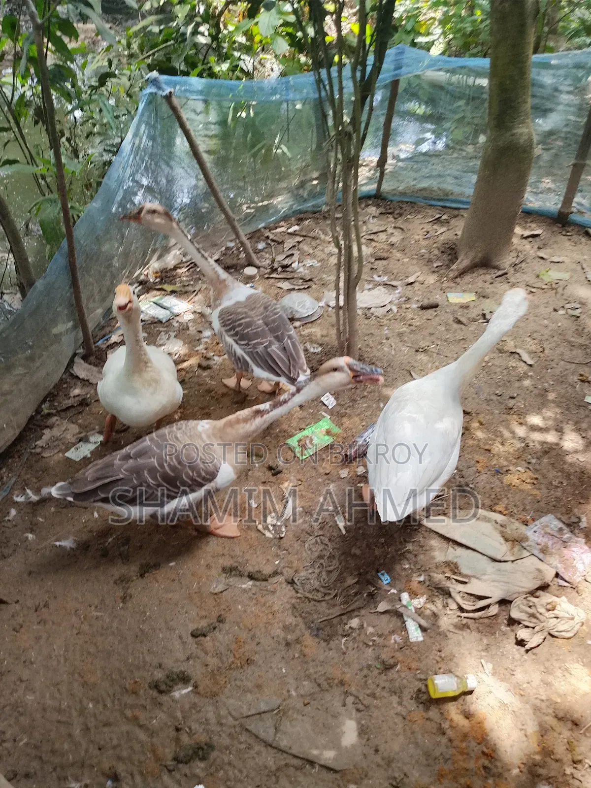 রাজ হাস সুস্থ সবল