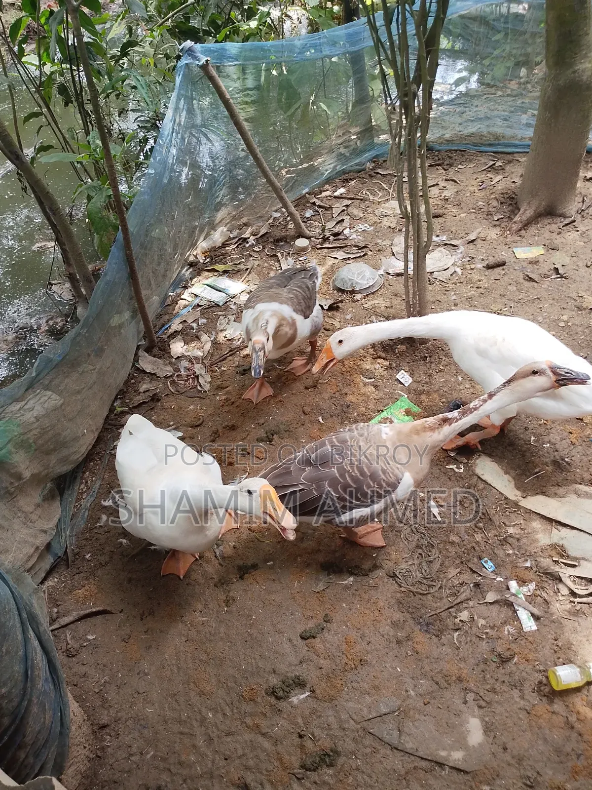 রাজ হাস সুস্থ সবল