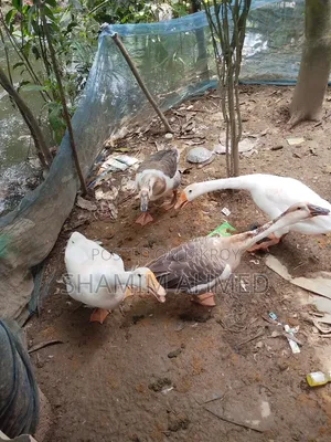 রাজ হাস সুস্থ সবল