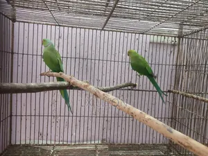 টিয়া পাখি