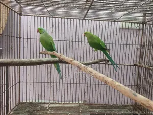 টিয়া পাখি