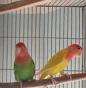 লাভ বার্ড রানিং পেয়ার