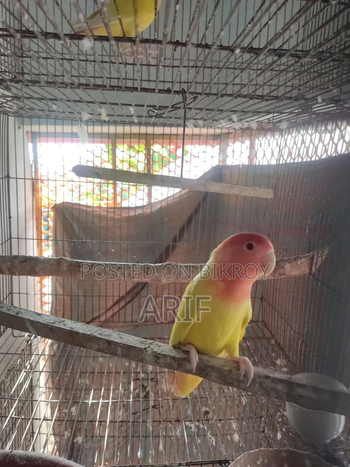 লাভ বার্ড রানিং পেয়ার