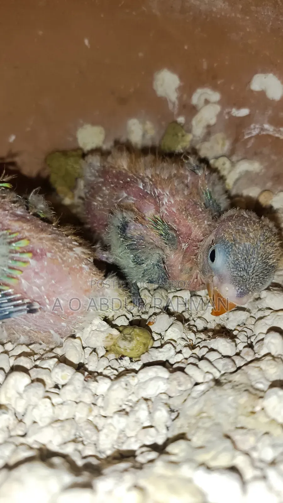 গ্রীন অপারলাইন ফিশার দুটি টেম সাইজ বাচ্চা বিক্রি হবে