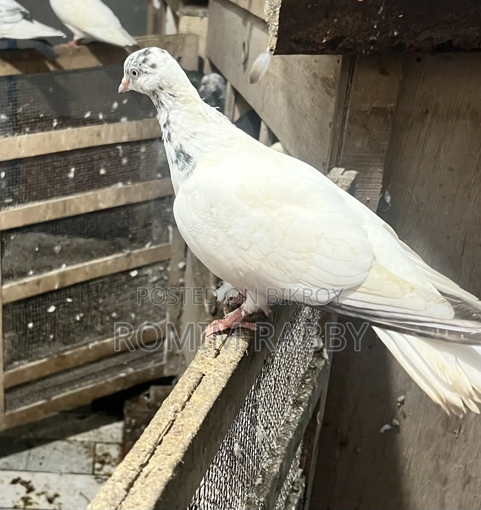 Giribaz Pigeon