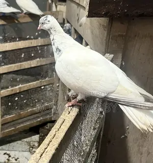 Giribaz Pigeon