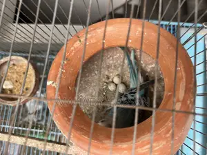 Bird for Sale