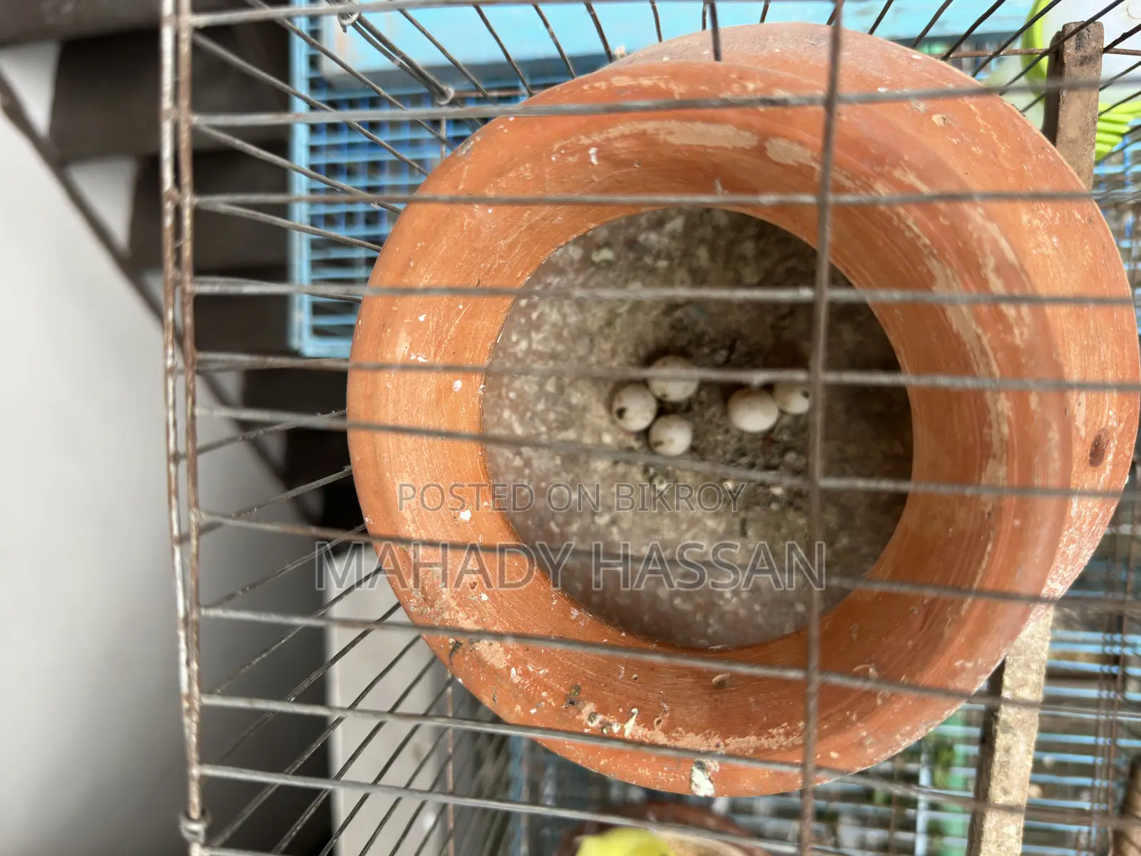 Bird for Sale