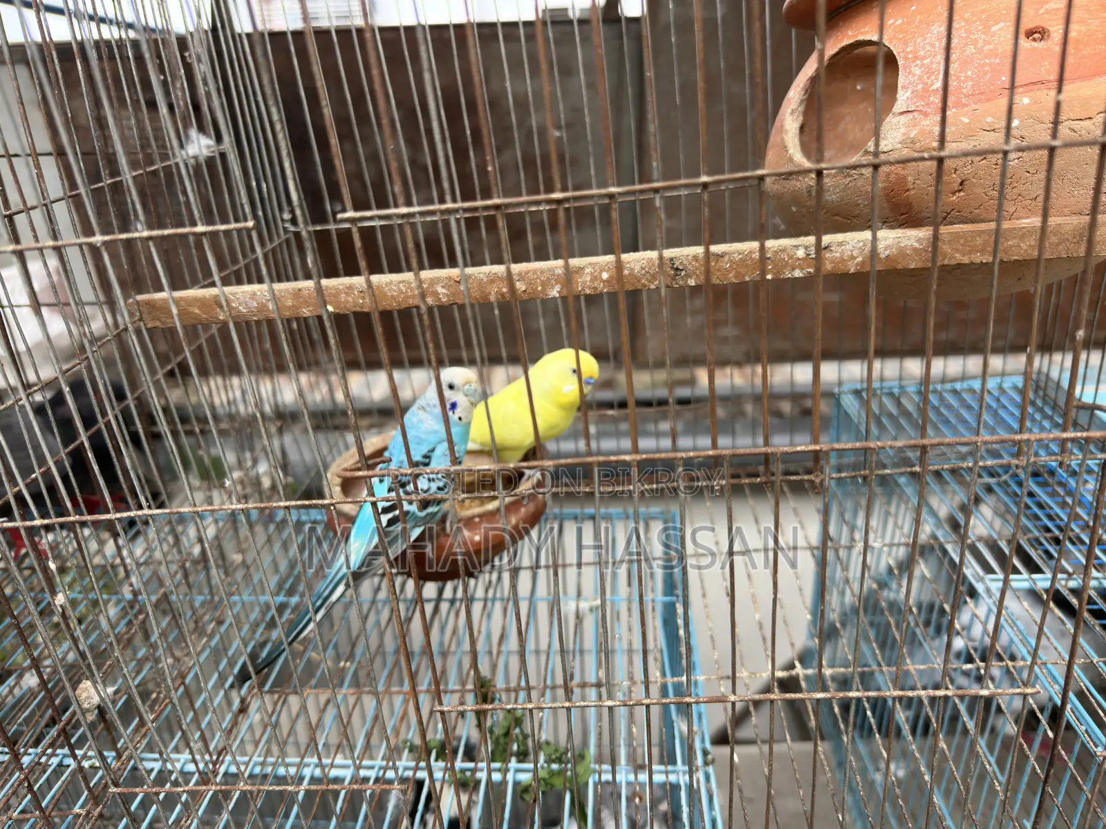 Bird for Sale