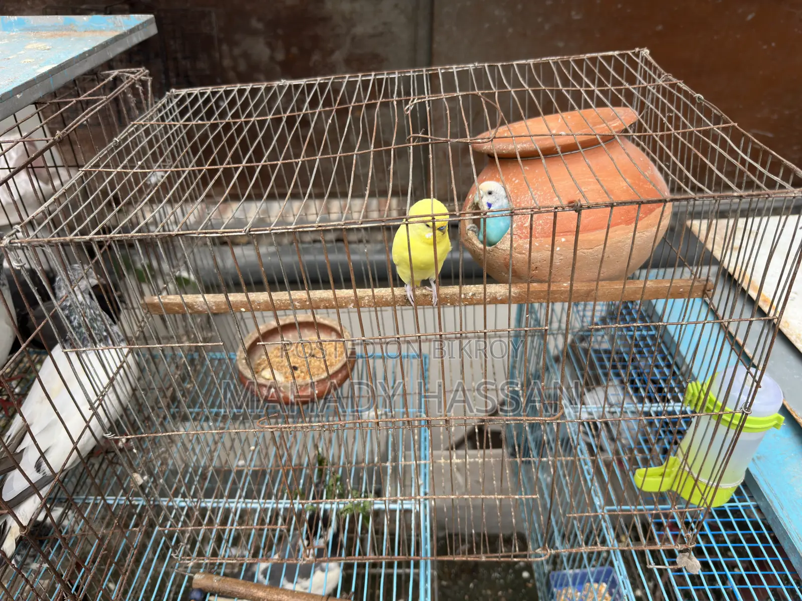 Bird for Sale