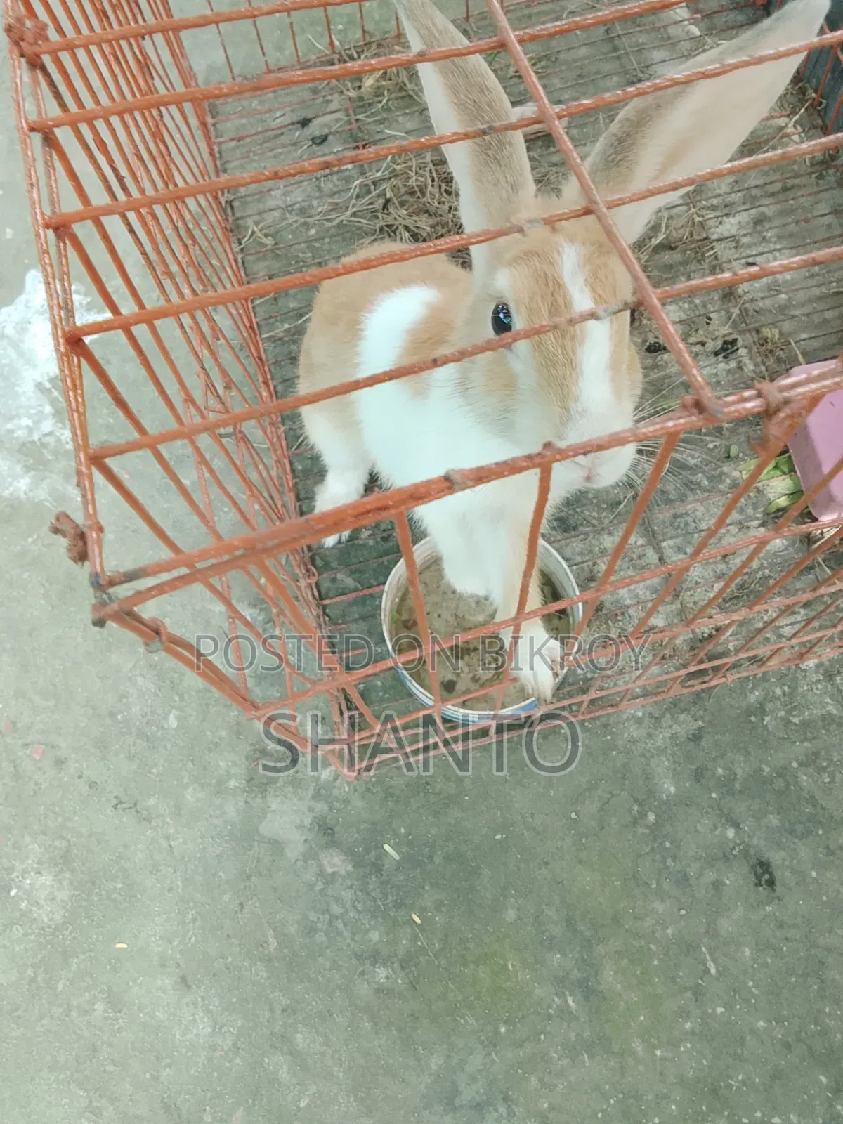 খরগোশ ৪ মাস