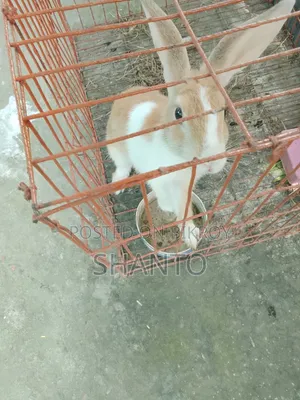খরগোশ ৪ মাস