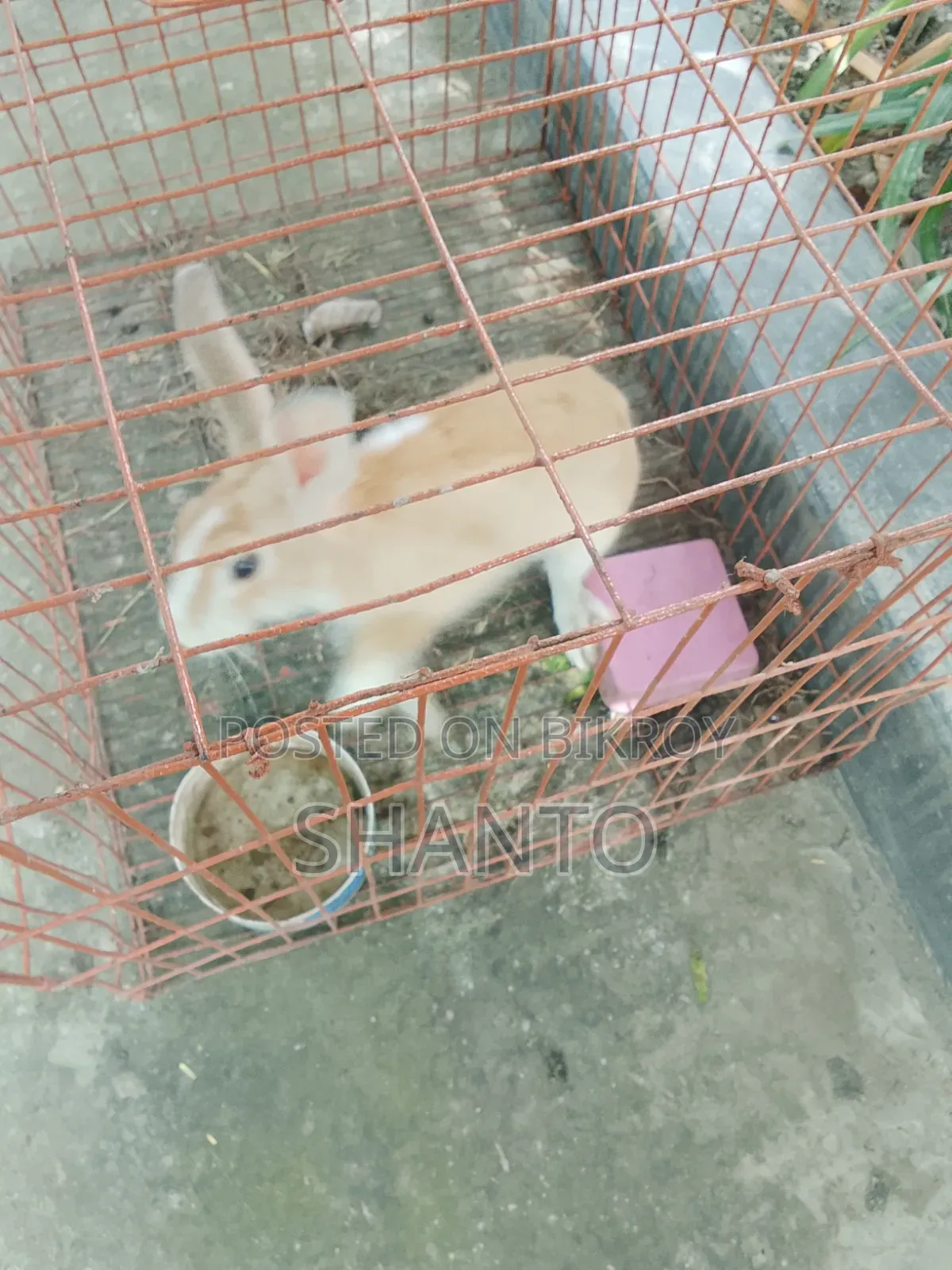 খরগোশ ৪ মাস