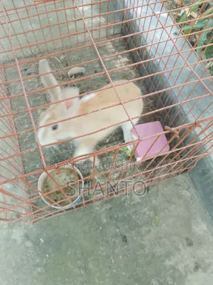 খরগোশ ৪ মাস