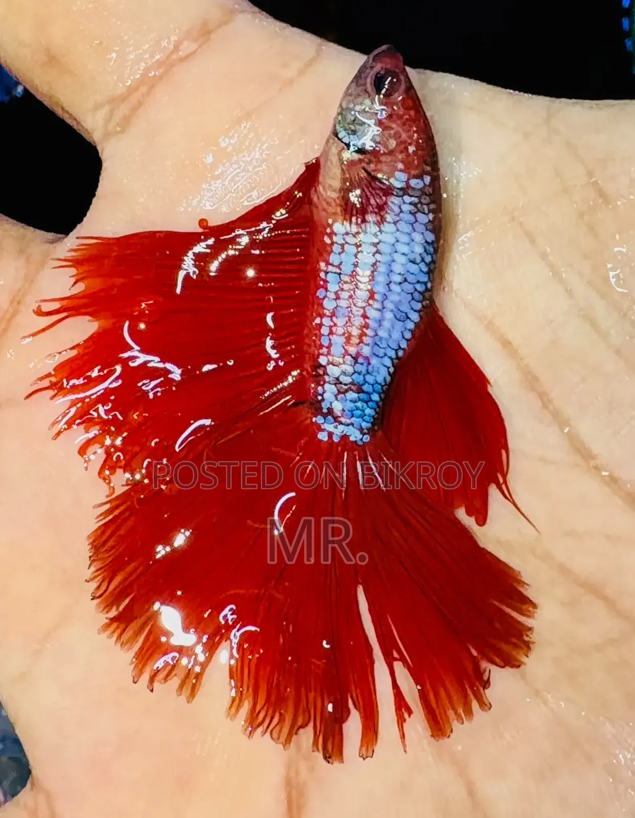 Betta Fish