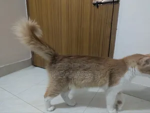 ১+ বছরের পুরুষ মিক্সড ব্রিড মেইন কুন