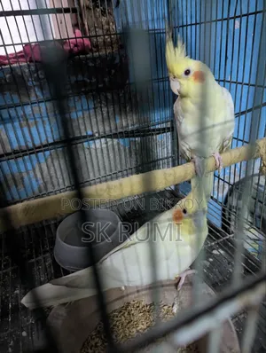 Cockatiel bird. Selling because I need money, very good bird