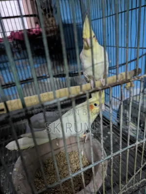 Cockatiel bird. Selling because I need money, very good bird