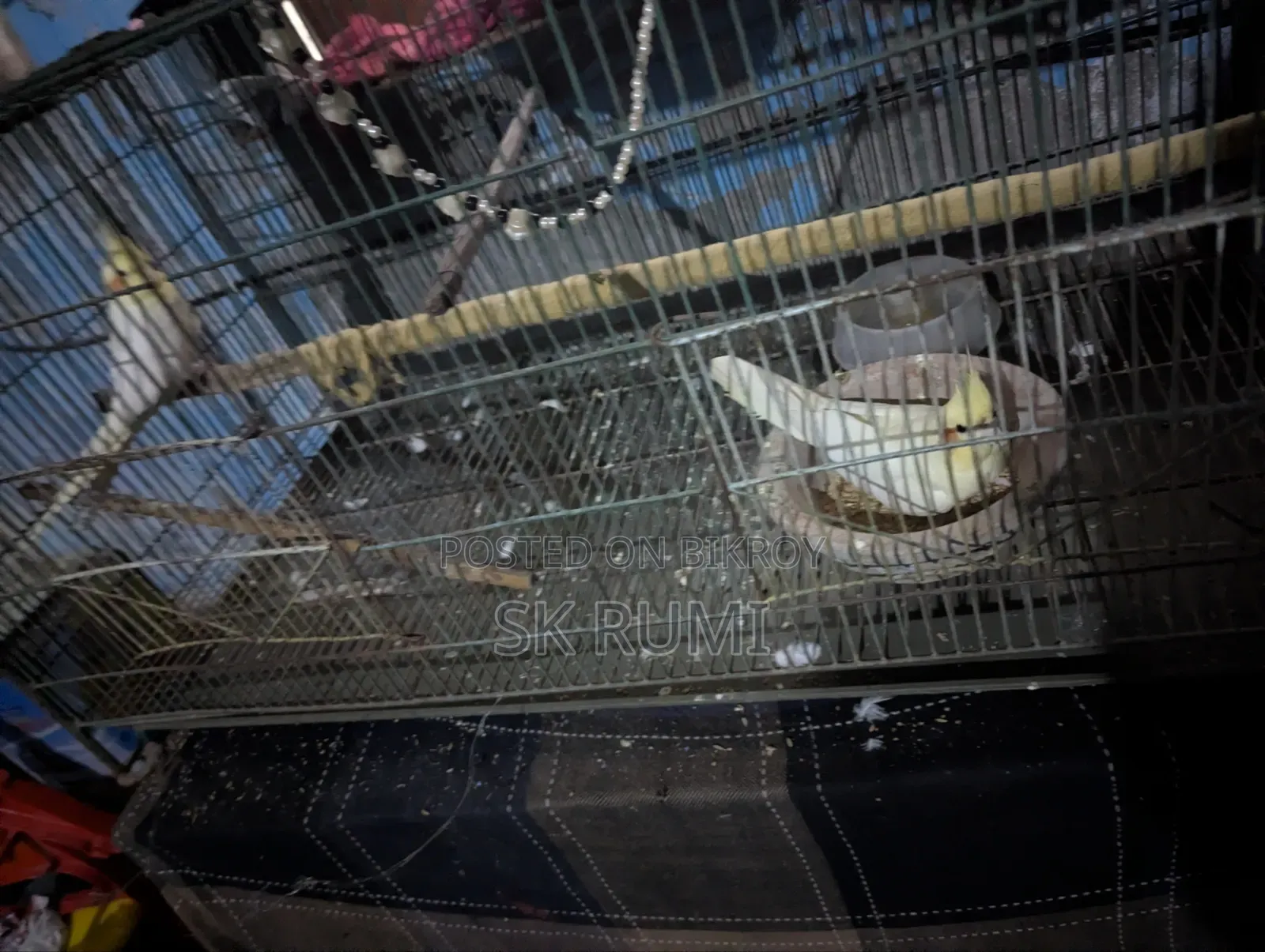 Cockatiel bird. Selling because I need money, very good bird