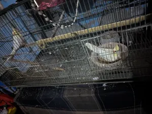 Cockatiel bird. Selling because I need money, very good bird