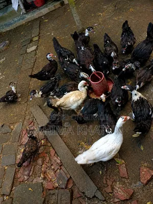 চিনা হাঁস বিক্রি করা হবে