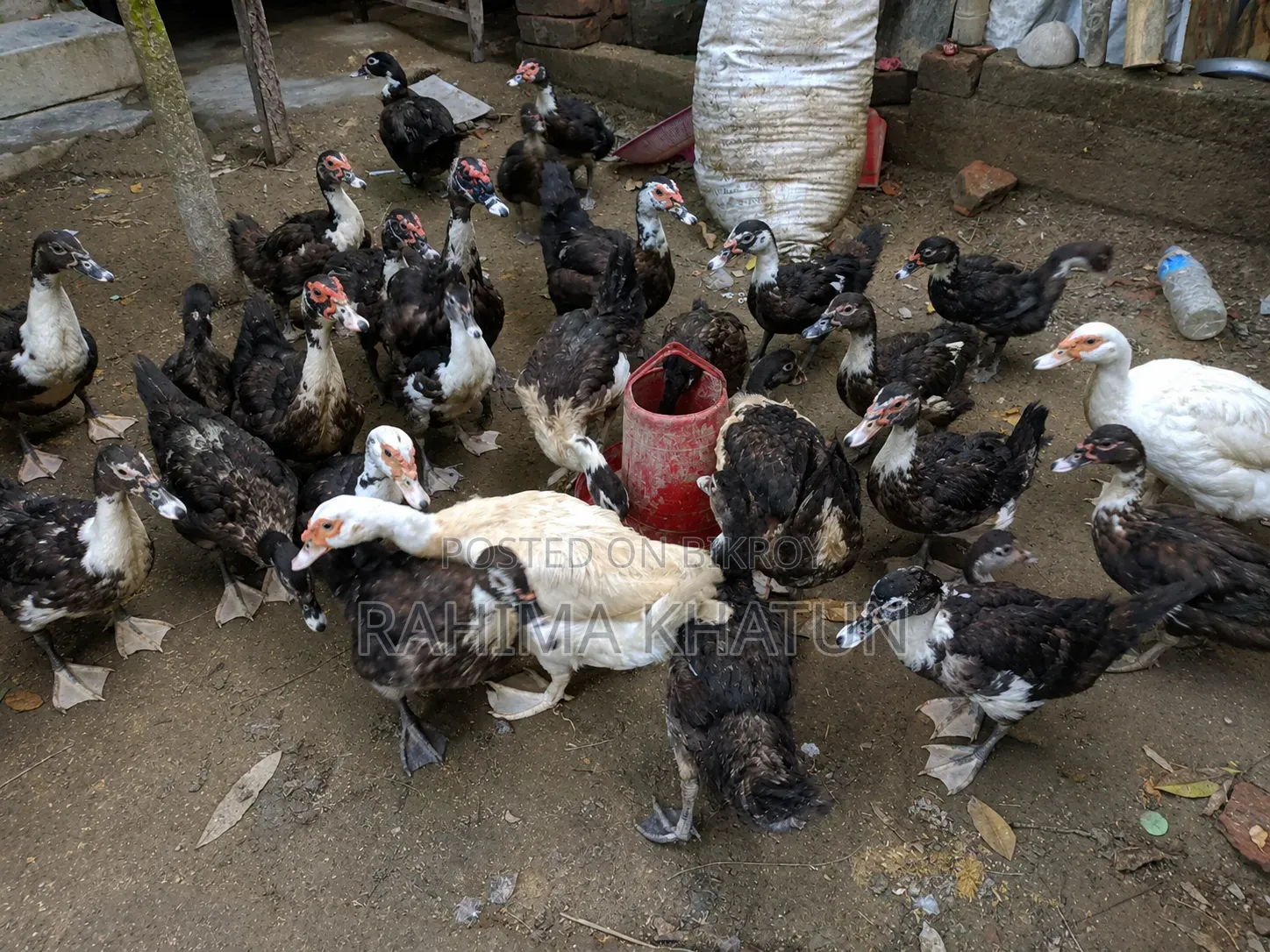 চিনা হাঁস বিক্রি করা হবে