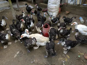 চিনা হাঁস বিক্রি করা হবে