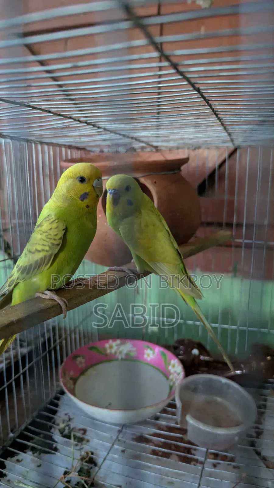 বাজরিগার পাখি বিক্রি করবো