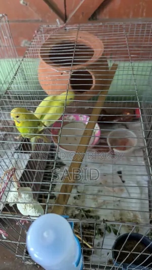 বাজরিগার পাখি বিক্রি করবো