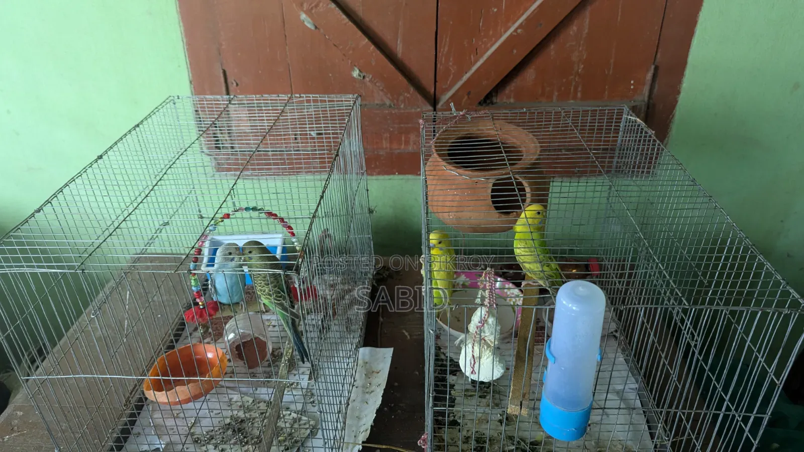 বাজরিগার পাখি বিক্রি করবো