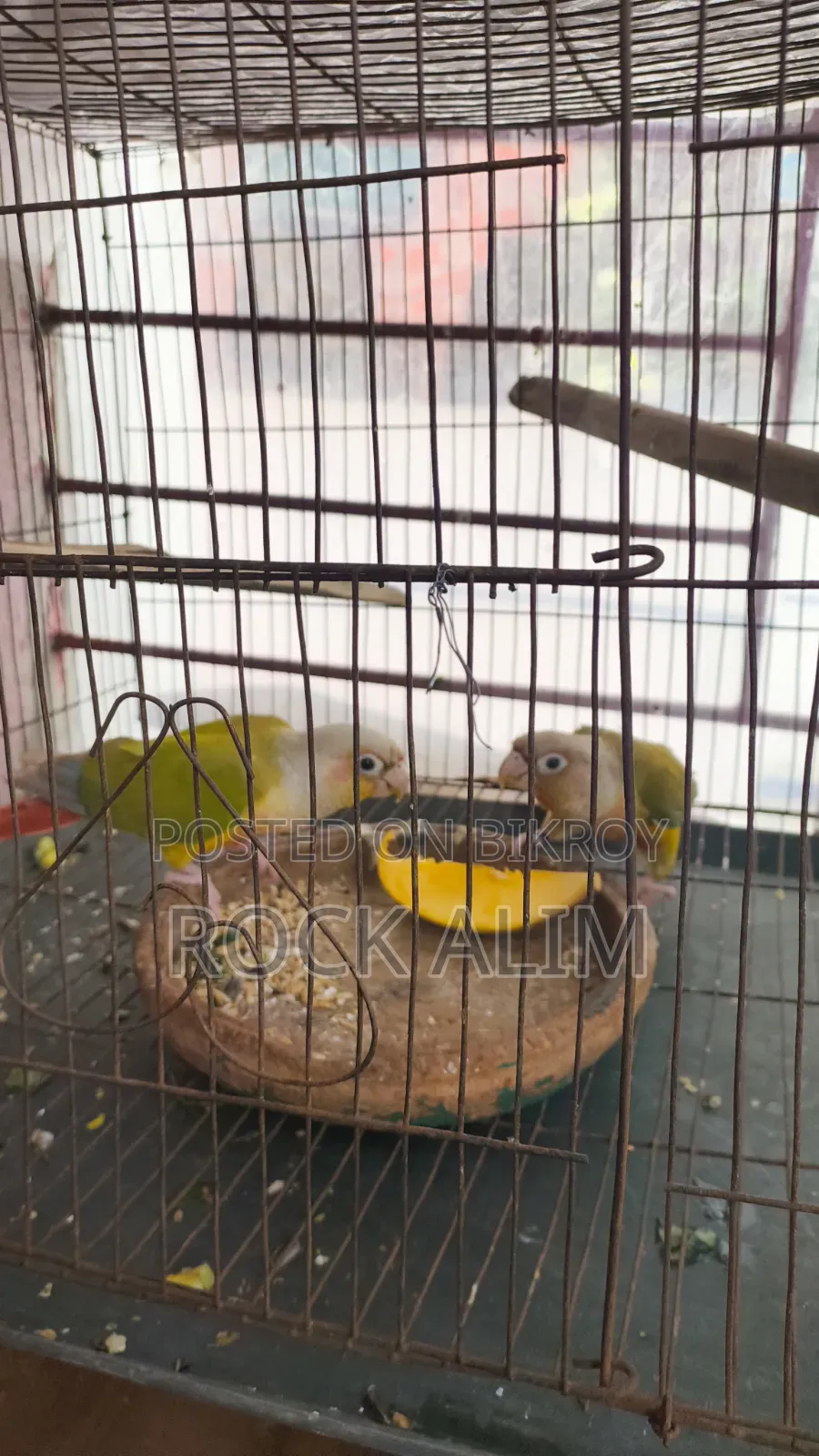 পাইনঅ্যাপল কনুর রেড ফ্যাক্টর