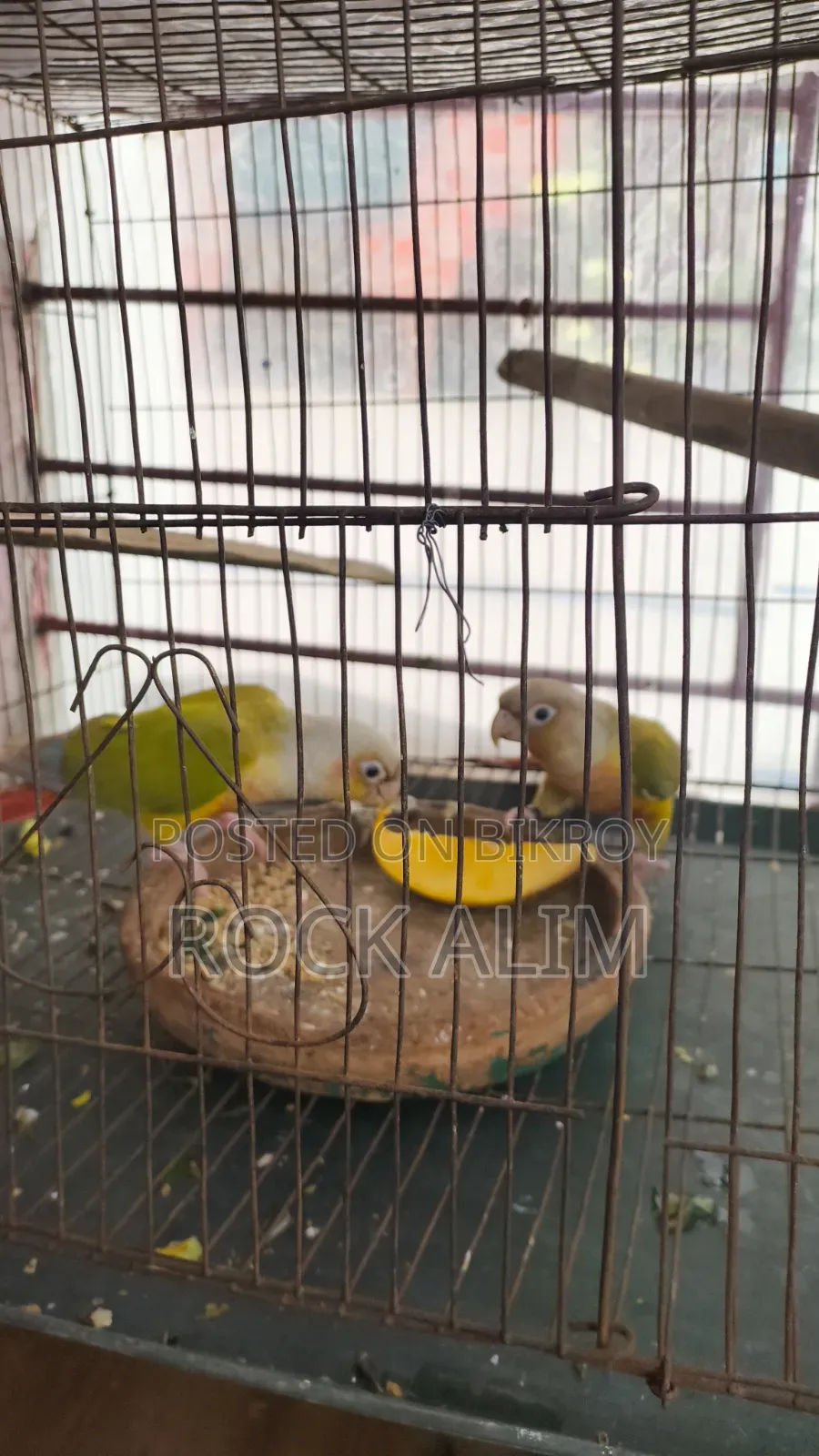 পাইনঅ্যাপল কনুর রেড ফ্যাক্টর