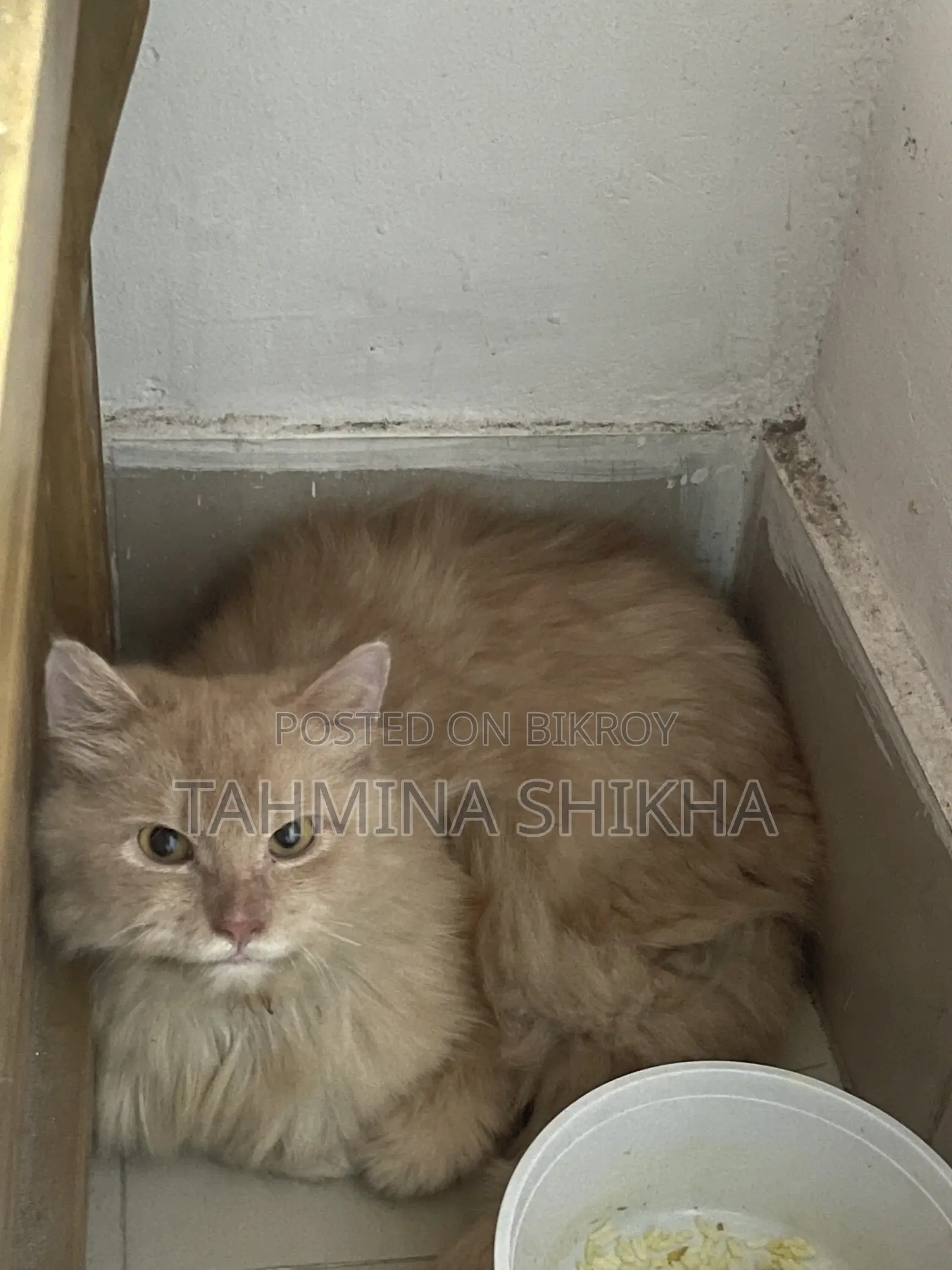 6-12 Months Male Purebred Persian