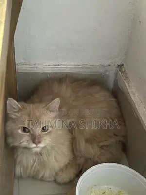 6-12 Months Male Purebred Persian