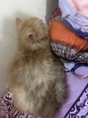 6-12 Months Male Purebred Persian