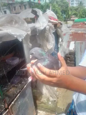 কবুতর বিক্রি করা হবে