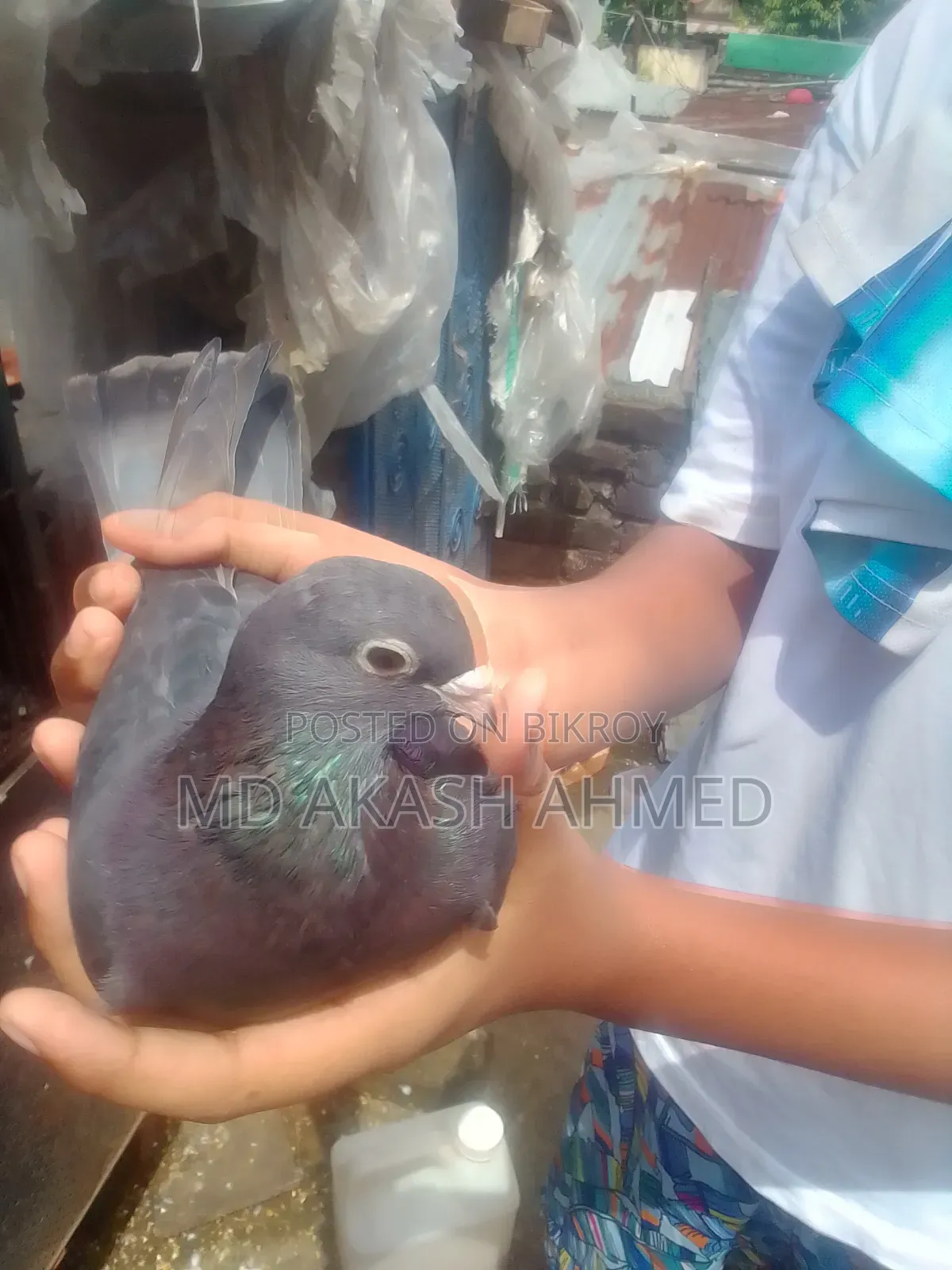 কবুতর বিক্রি করা হবে