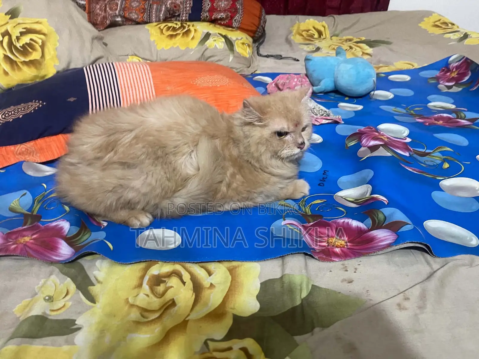6-12 Months Male Purebred Persian