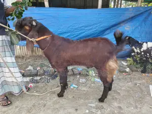 পাঠা ছাগল লাল