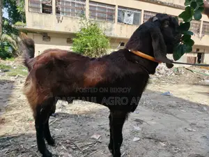 পাঠা ছাগল লাল