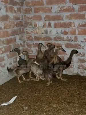 খাকি ক্যাম্বেল হাঁসের বাচ্চা বিক্রি হবে।