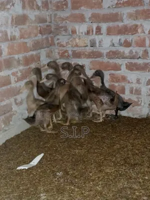 খাকি ক্যাম্বেল হাঁসের বাচ্চা বিক্রি হবে।